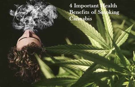 4 Important Health Benefits of Smoking Cannabis - Sggreek.com