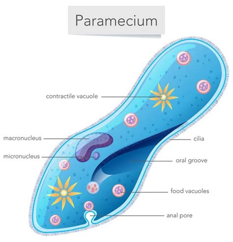 Paramecium — Stock Vector © blueringmedia #16809611