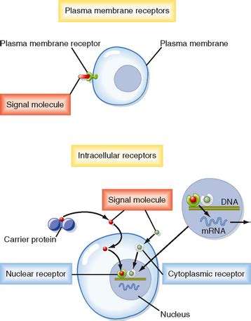 Signal Transduction, Membrane Receptors, Second Messengers, and ...