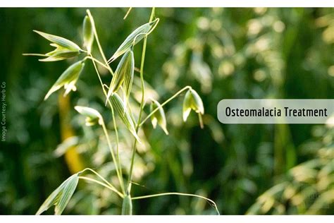 Osteomalacia Treatment: Cure The Condition With Ayurvedic Remedies