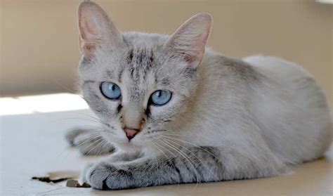 Lynx Point Siamese - My British Shorthair