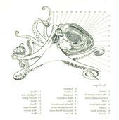 Anatomy Of Octopus - ANATOMY