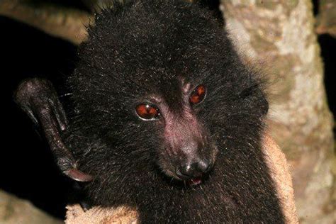 Monkey faced bat from the Solomon Islands | Monkey face, Bat, Bat species