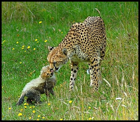 Mother and Cute Baby Cheetah | One of four extremely rare ba… | Flickr