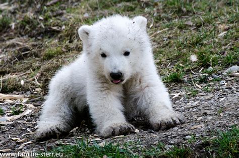 Eisbärbabys in Hellabrunn | Familie Sterr