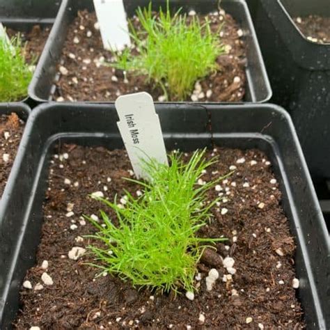 Irish Moss – Pochedly Greenhouses