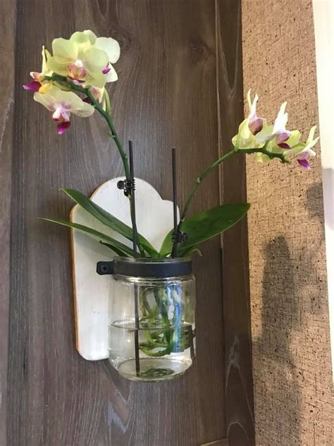 inwater | Water culture orchids, Orchids in water, Indoor orchids