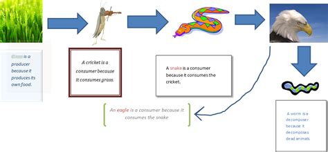 Food Chain - Mountain Ecosystem