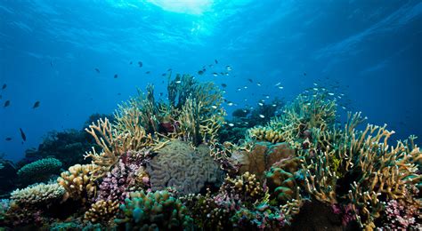 Great Barrier Reef Marine Park - Australian Marine Conservation Society