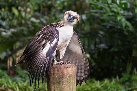 The World's Largest Eagles - WorldAtlas.com