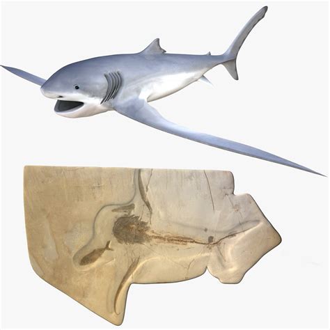 3D Eagle Shark Aquilolamna Milarcae Fossil And Reconstruction Set Model - TurboSquid 1716979