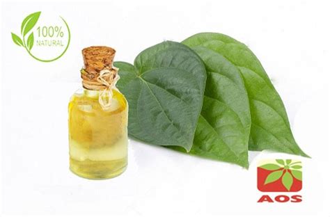 Betel Leaf Oil - Uses, Benefits and Properties of Betel Leaf Oil