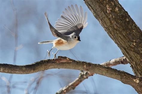 Tufted Titmouse » HF&G