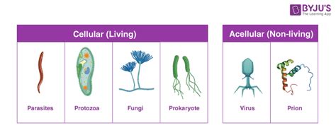 What are Pathogens? An Overview of Pathogens and their Types