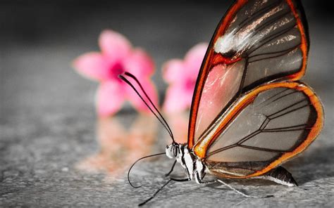 Glasswing butterfly HD wallpaper | Wallpaper Flare