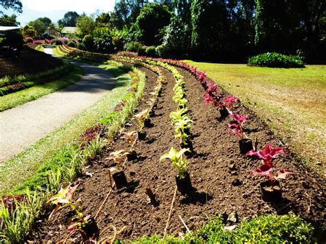 Free Images : field, farm, lawn, soil, agriculture, garden, flowers ...