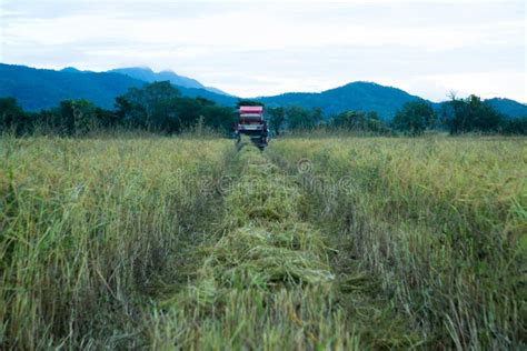 Rice Combine Harvester in Paddy,Rice Harvest of Thai Farmers Stock ...