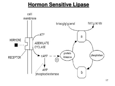 PPT - METABOLISME LIPID PowerPoint Presentation, free download - ID:5641802