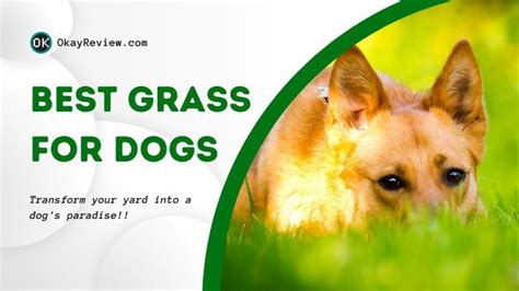 How to Choose the Best Grass for Dogs & Yards [8 Best Grass]