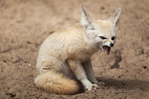 What Are The Predators Of The Fennec Fox? - Worldwide Nature