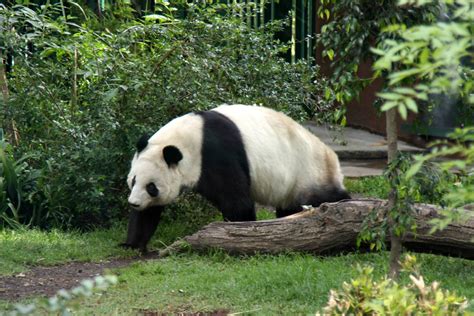 2013 Chapultepec Zoo - ZooChat