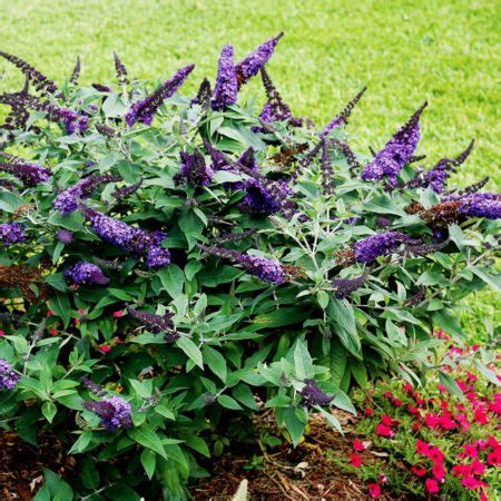 Pugster Blue Butterfly Bushes For Sale Online | The Tree Center