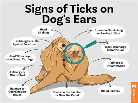 Signs your dogs may have ticks inside their ears include: