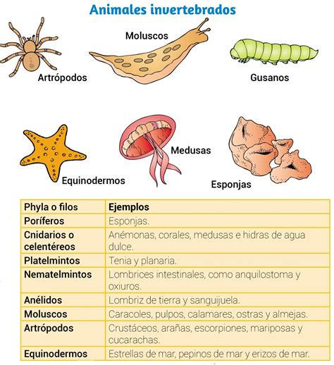 Animales invertebrados - Escolar - ABC Color