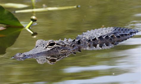 Human remains seen in mouth of Florida alligator : NPR