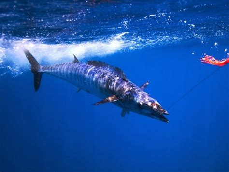 Wahoo Fishing In Costa Rica | Costa Rica Sportfishing Tours & Charters