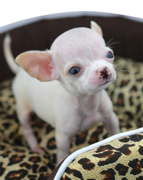 Micro Teacup Chihuahua, Teacup Chihuahua Average Weight, As an adult, could weigh around 5lbs ...