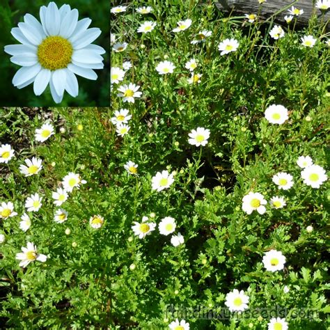 North Pole Snow Daisy Chrysanthemum Paldosum Seeds | Fair Dinkum Seeds