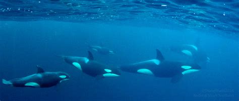 Diving with Killer Whales (Orca)