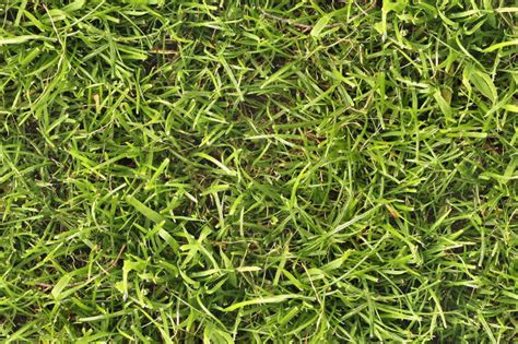 23+ Free Seamless Grass Textures | FreeCreatives