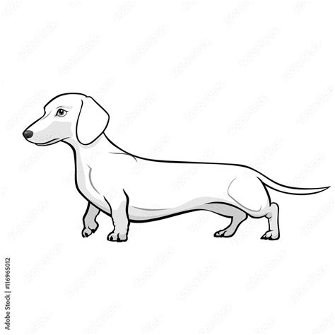 Black And White Dachshund