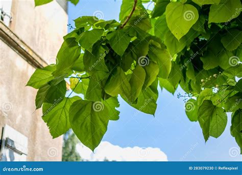 Catalpa Tree with Leaves, Catalpa Bignonioides, Catalpa Speciosa or ...