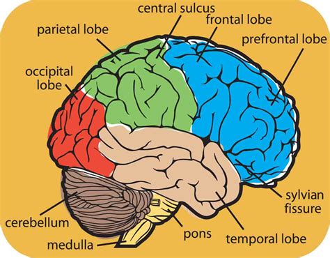 Brain Picture With Labels