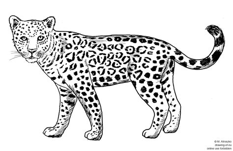 drawing of jaguar – drawing-of.eu