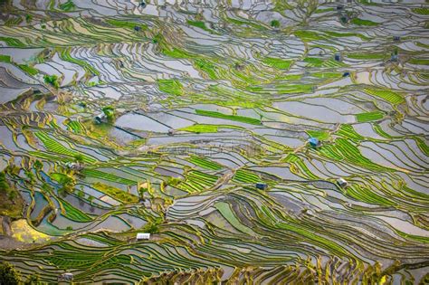 Rice Terraces of Yuanyang, Yunnan, China Stock Photo - Image of growth, culture: 34116290