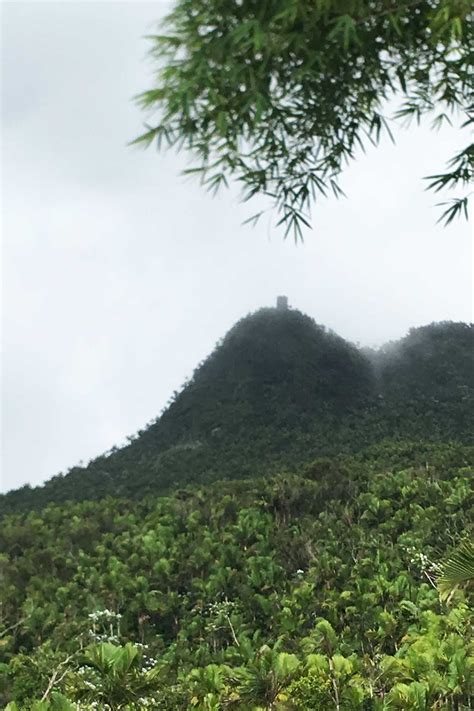 El Yunque Wildlife