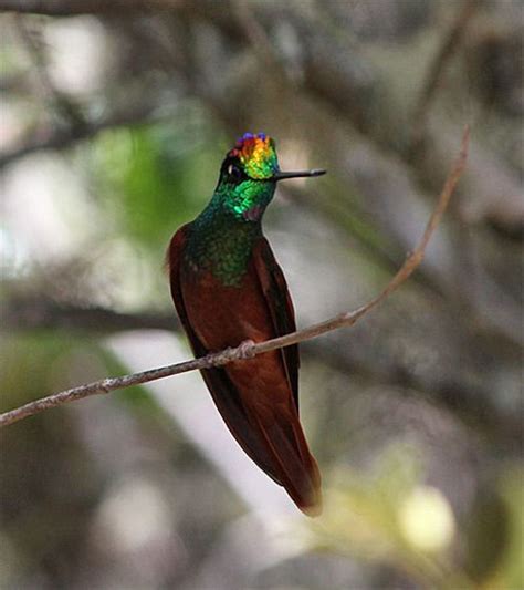 Rainbow Starfrontlet - hummingbird Photo via AvianJourneys | Hummingbird pictures, Pet birds ...