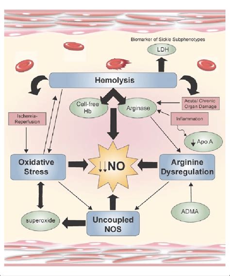 Mechanisms of endothelial dysfunction. Hemolysis, arginine ...