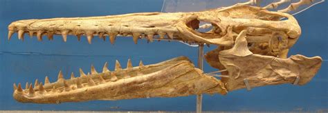 mosasaur skull. what is it exactly? - Is It Real? How to Recognize Fossil Fabrications - The ...