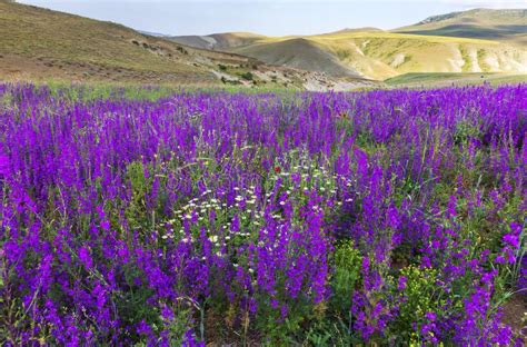 Field of Purple Wildflowers in Summer Stock Photo - Image of bloom ...