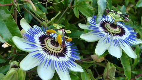 PASIFLORA O FLOR DE LA PASIÓN O MARACUYÁ | EL ROTATIVO DE CAJIGAL