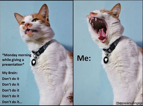 Fight back a yawn is a losing battle - Lolcats - lol | cat memes | funny cats | funny cat ...