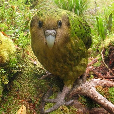 This is a Kakapo, the world’s heaviest and only flightless parrot! 🐦😯 Watch Natures Misfits on ...