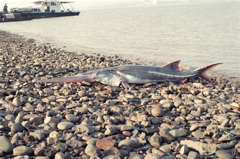 Chinese Paddlefish | River Monsters Wiki | Fandom