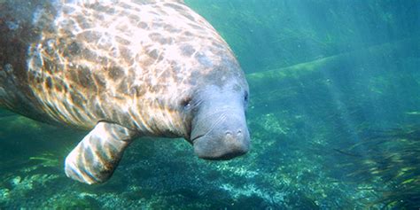 West Indian Manatee | National Wildlife Federation