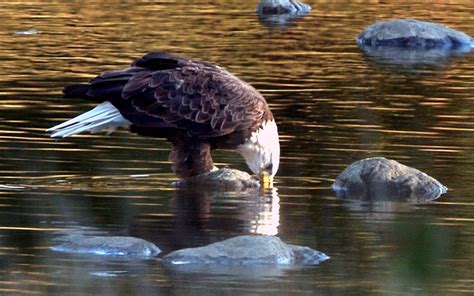 Eagle Habitat - Delaware Highlands Conservancy